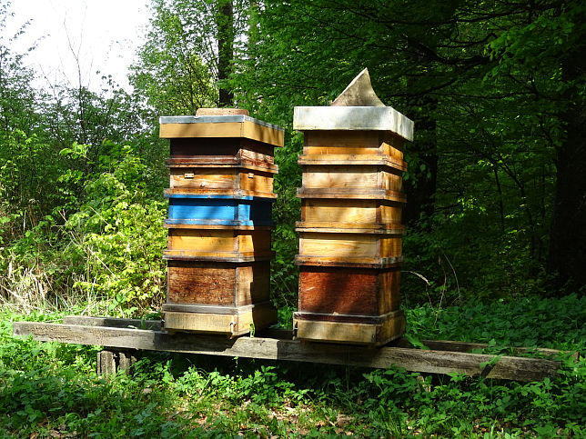 Neustift bei Güssing, Bienenstöcke